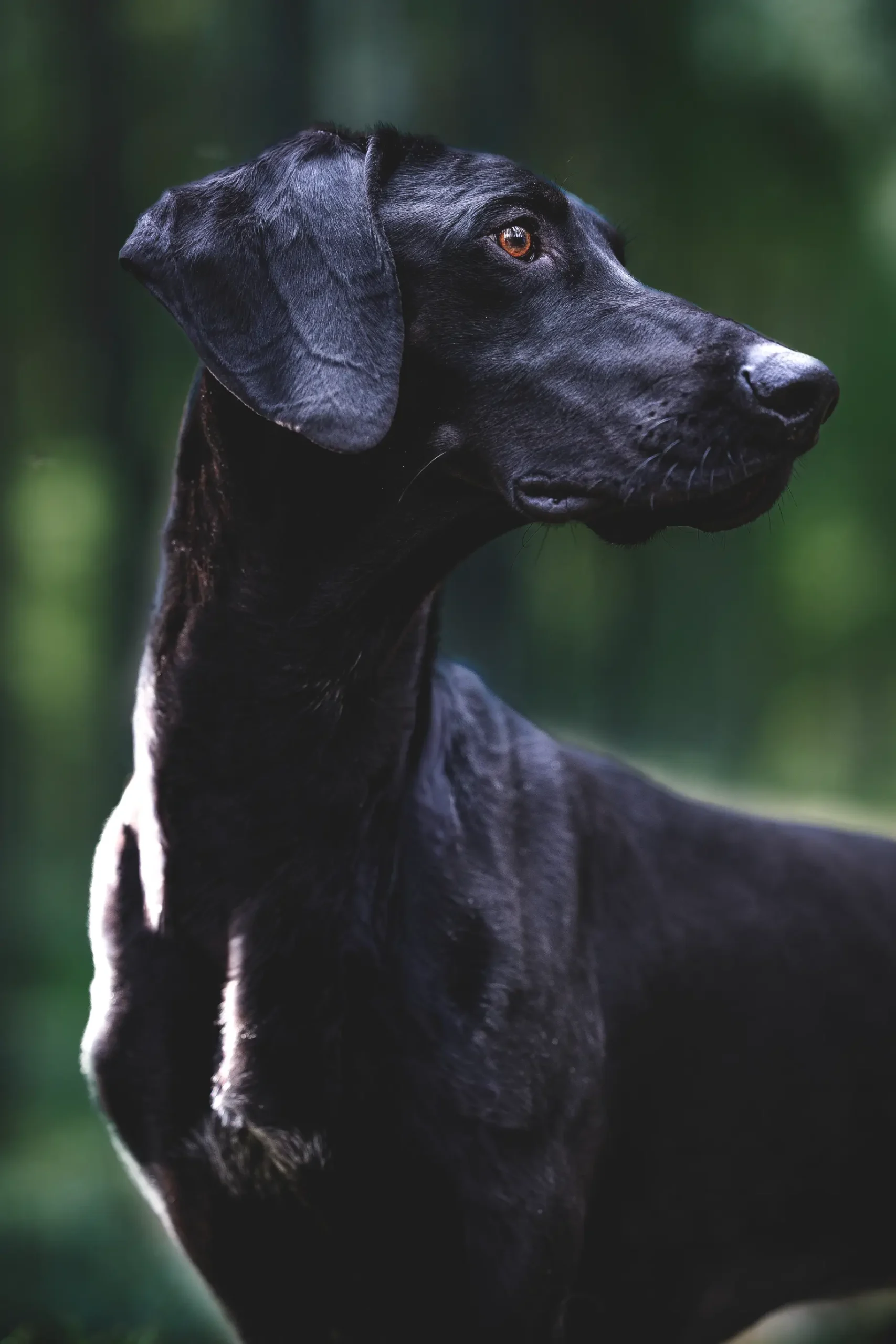 Färskfoder hund