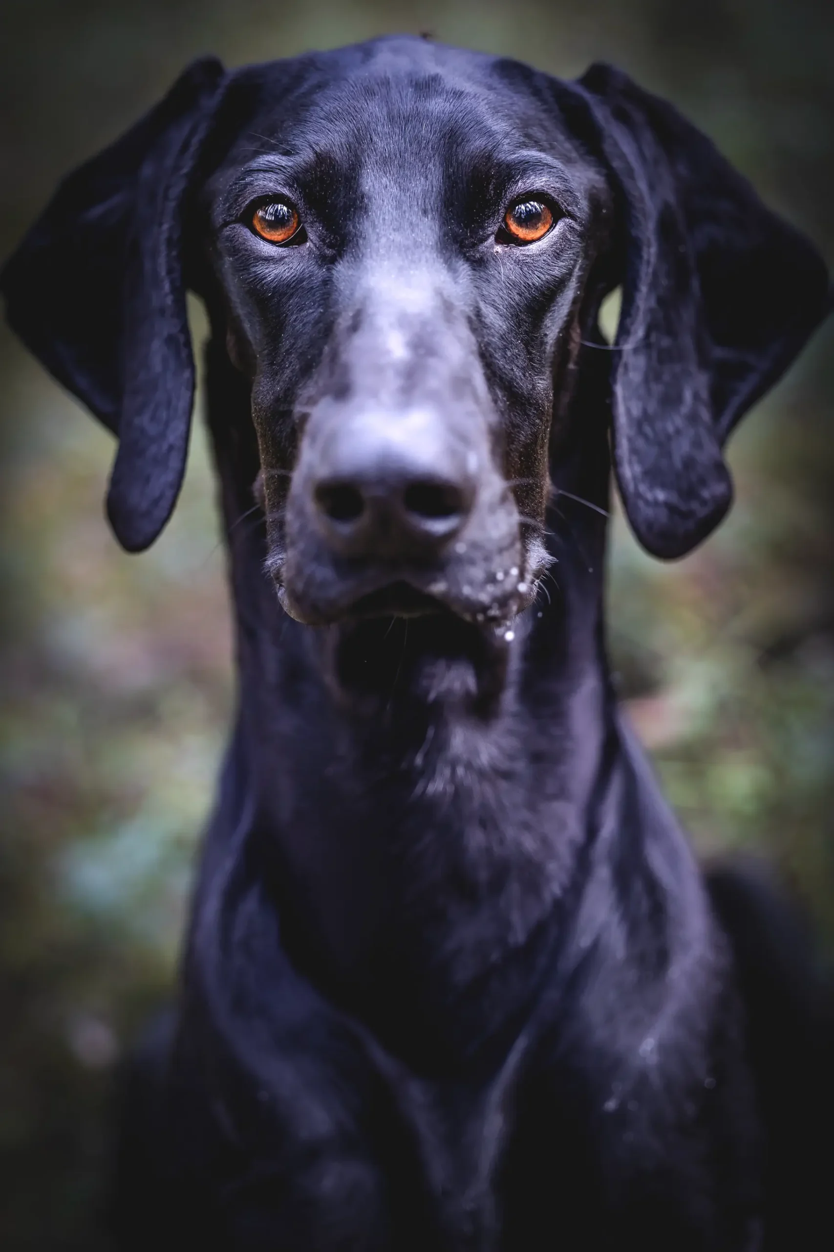 Färskfoder hund