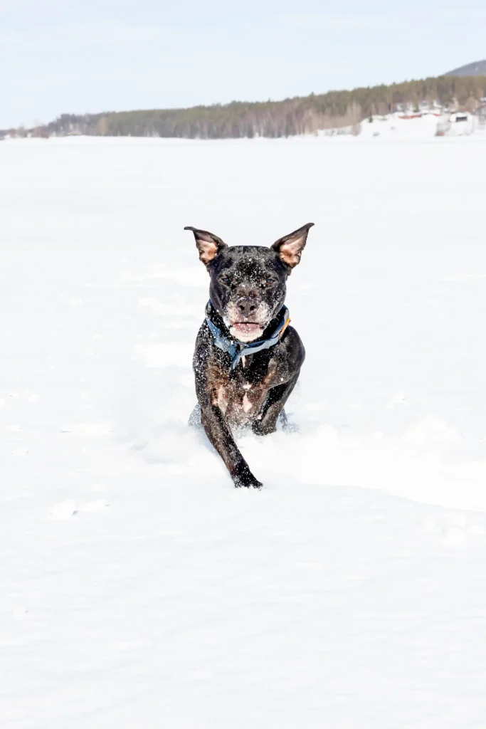 Färskfoder hund