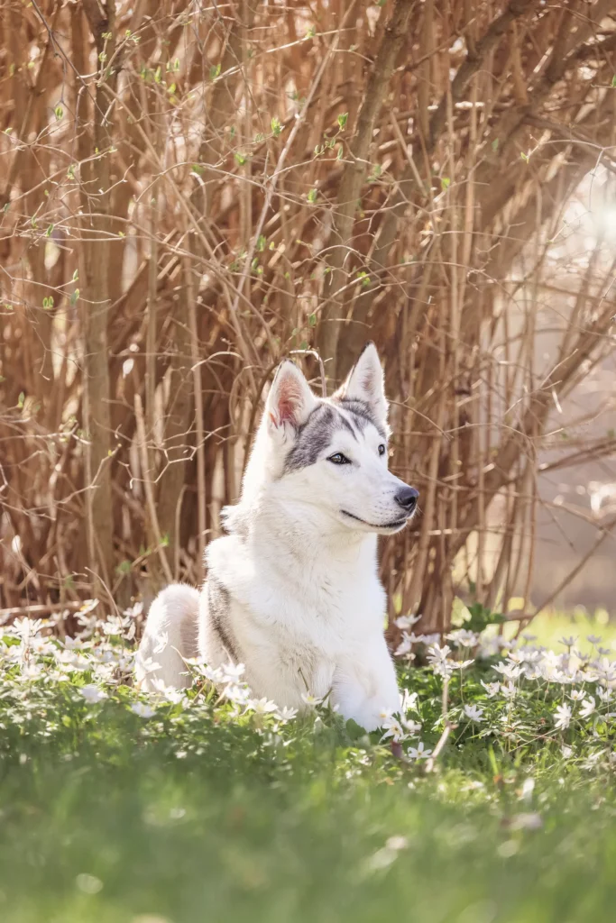 Färskfoder hund